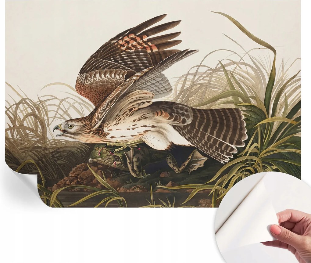 Öntapadós tapéta Falfestmény Prémium Szárnyas szépség 312x219 cm