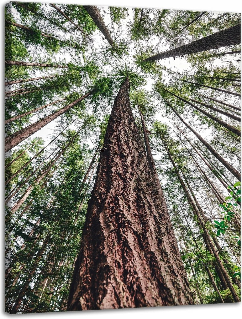 Vászonkép Fák Ég Természet Művészet 30x40 cm