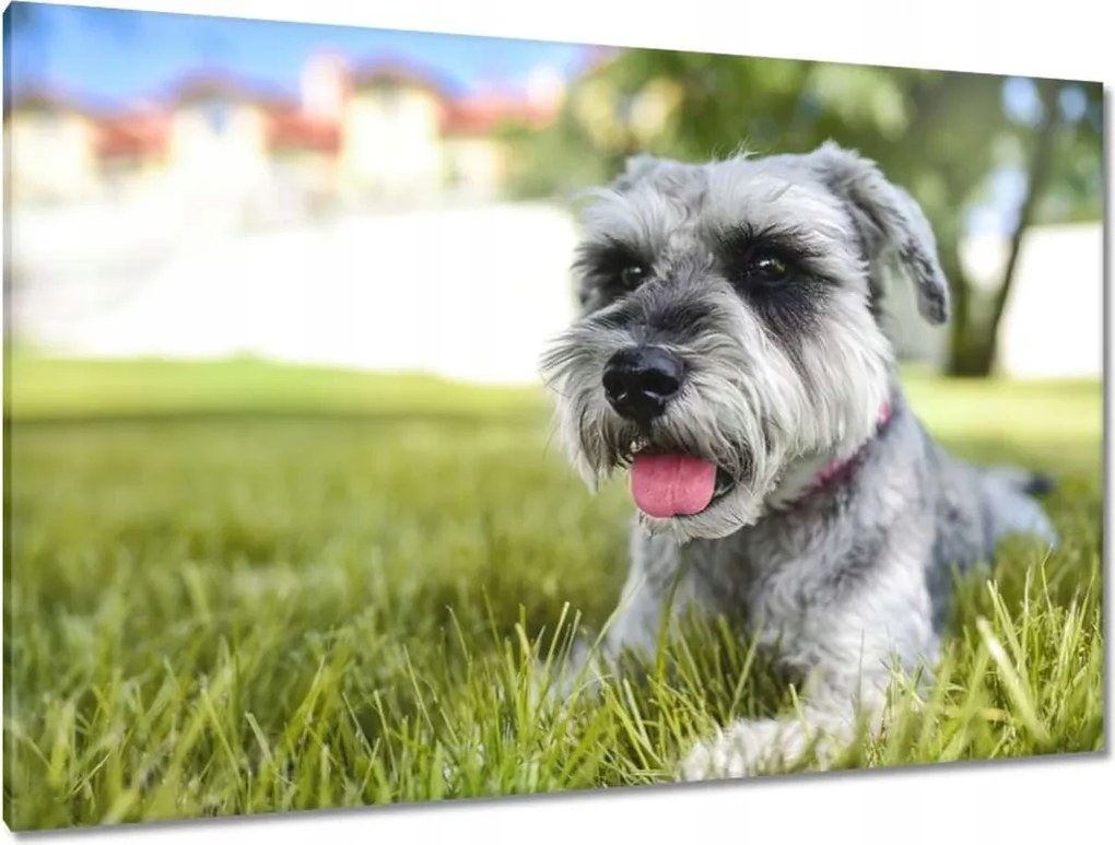 Vászonkép 120x80 Aranyos kutyus Kutya