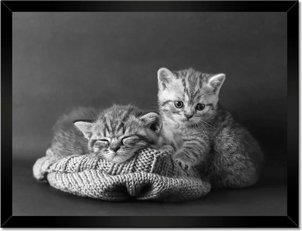 Poszterek keretben 40x30 Cicák Bw