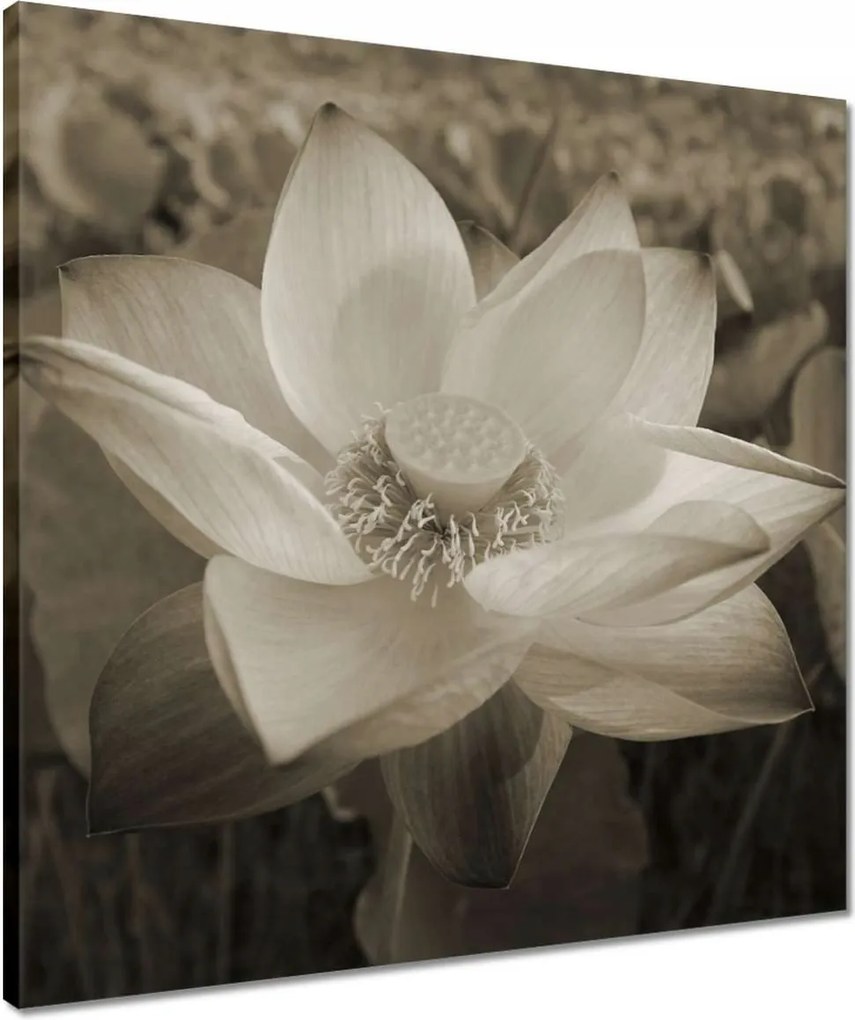 Vászonkép 50x50 Lótusz Lótuszvirág