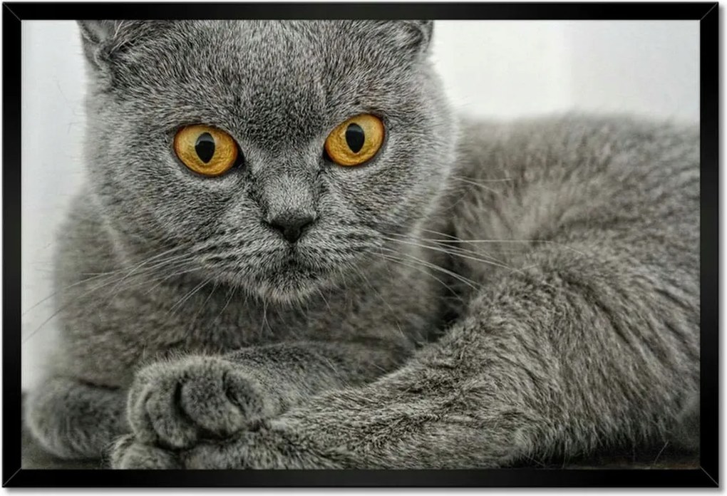 Poszterek keretben 60x40 Brit rövidszőrű macska