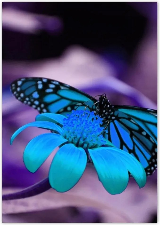 Poszterek A4 Pion Kék pillangó