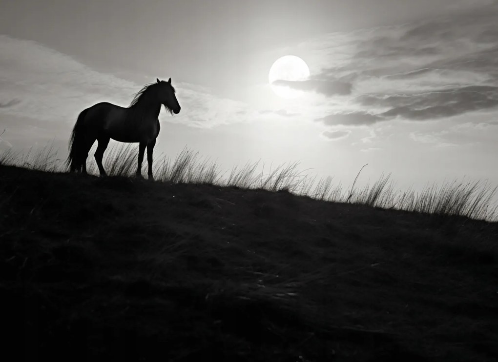 Poszter 55x40cm Holdőrség