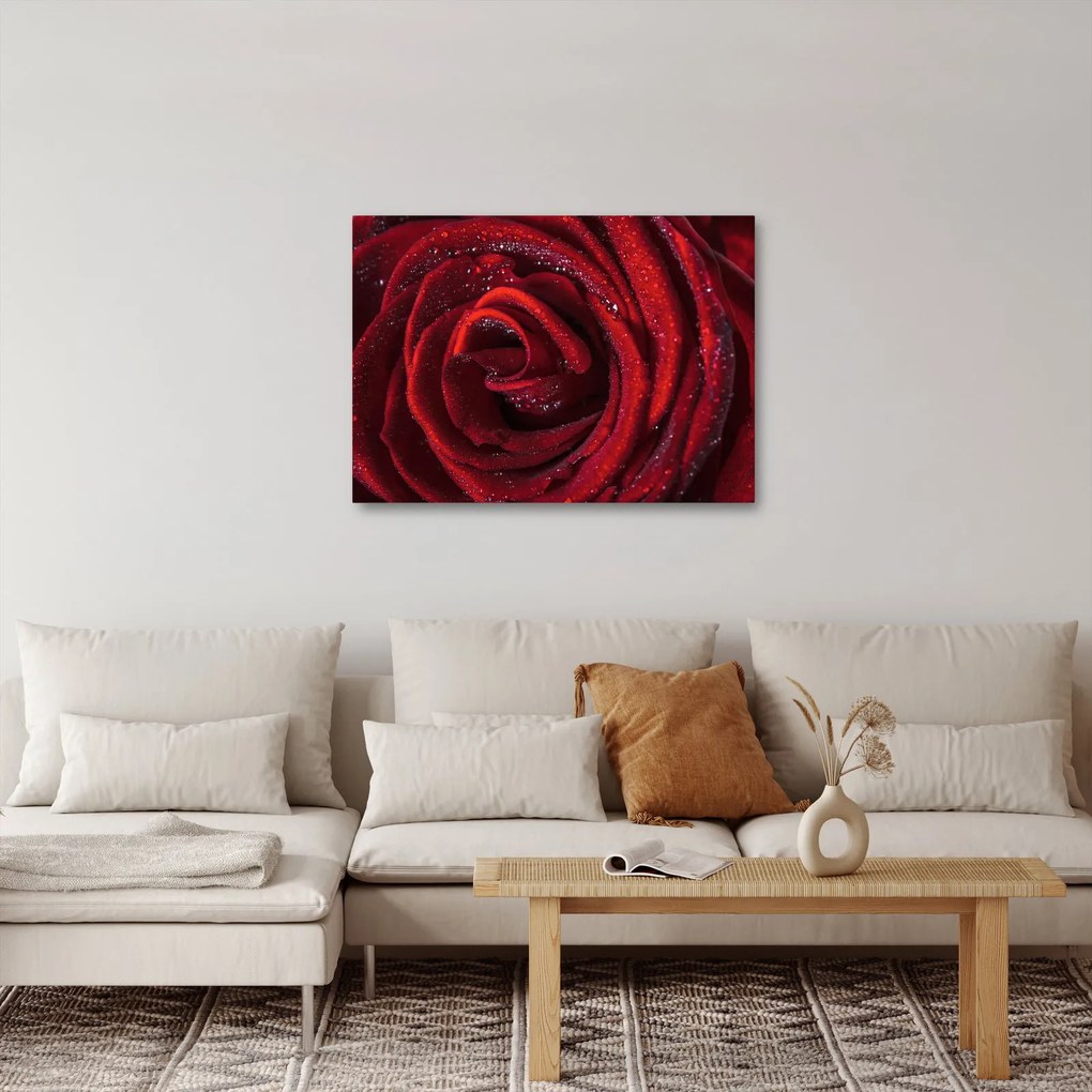 Kép - Vörös rózsa harmatcseppekkel (70x50 cm)