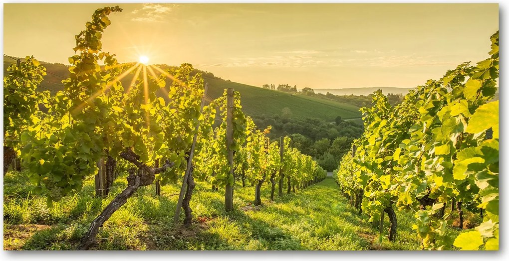 Fotótapéta falra edzett üveg Szőlőbirtok 140x70