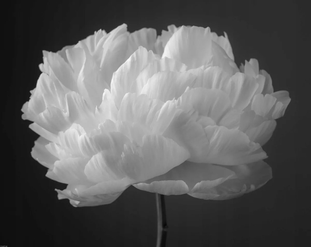 Poszter 76x60,5cm Bazsarózsa virág 2, Assaf Frank