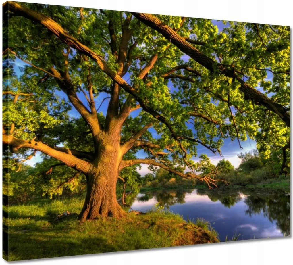 Vászonkép 50x40 Tölgy a croissant-ban Nyugat