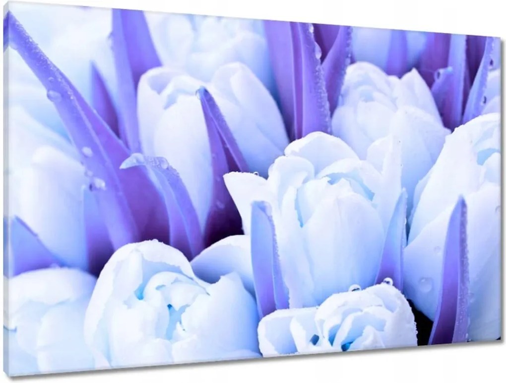 Vászonkép 90x60 Kék tulipánok