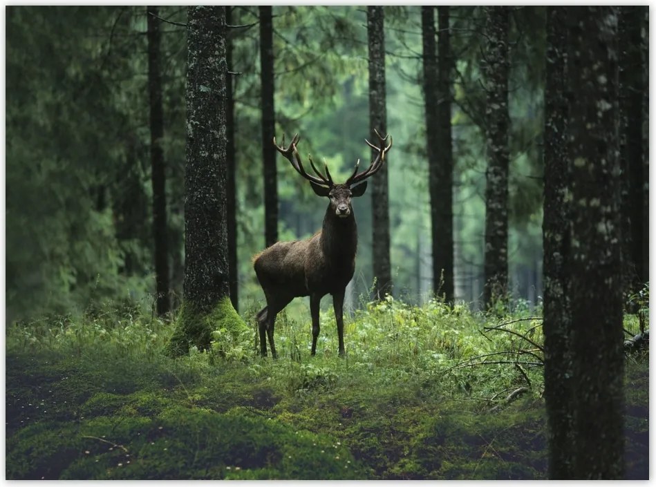 Poszterek 135x100 Szarvas az erdő közepén