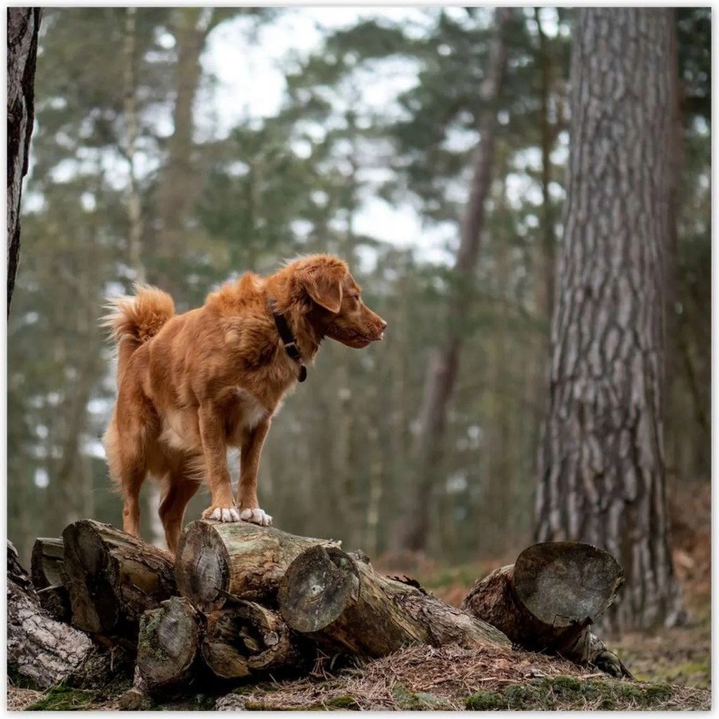 Poszterek 30x30 Kutya Kutyák
