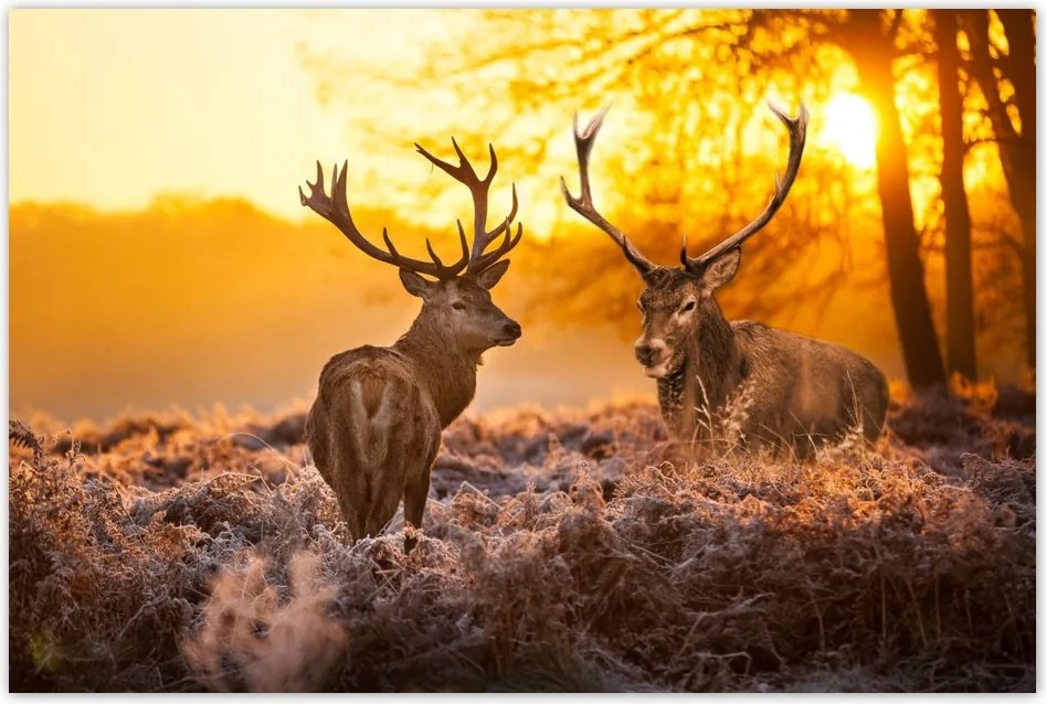 Poszterek 90x60 Szarvasok a réten