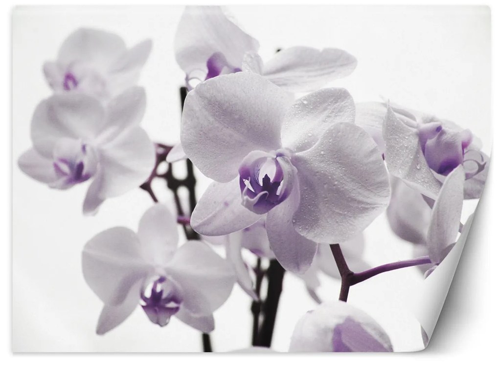 Gario Fotótapéta Virágzó orchidea Anyag: Vlies, Méret: 100 x 70 cm