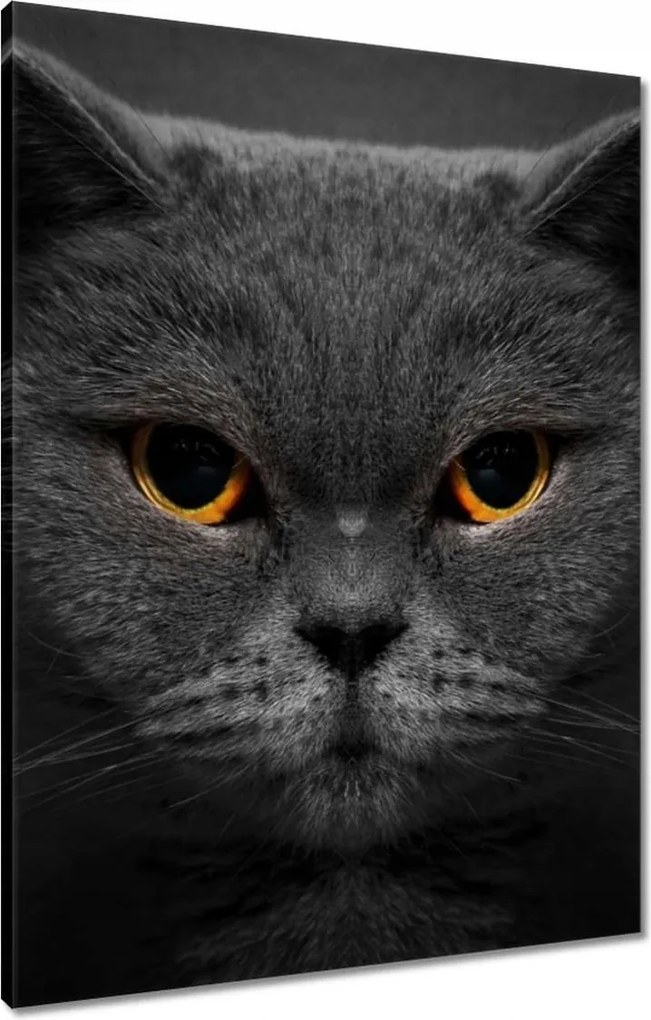 Vászonkép 60x80 Méltóságteljes macska