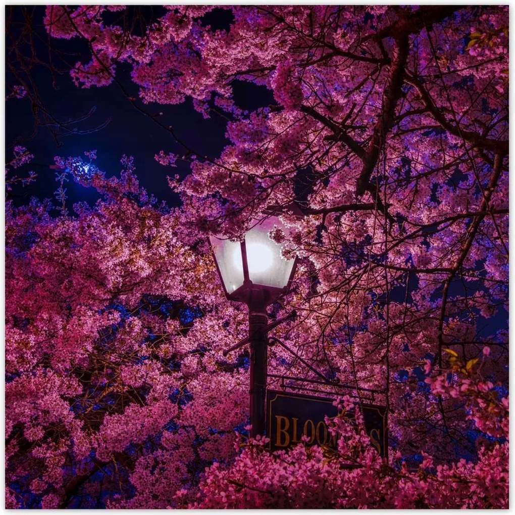 Poszterek 100x100 Mély éjszaka Lámpa Virágok