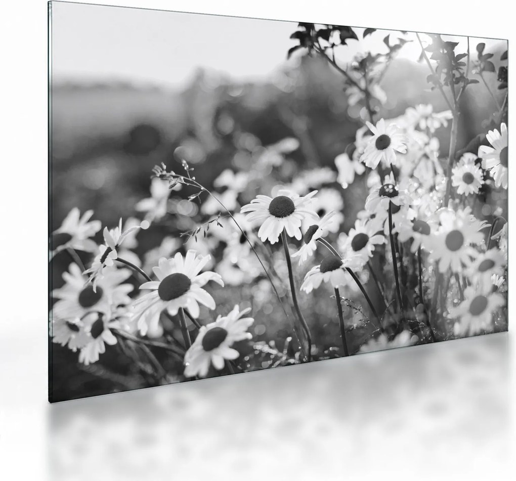 Üveg kép - Százszorszépek (70x50 cm)