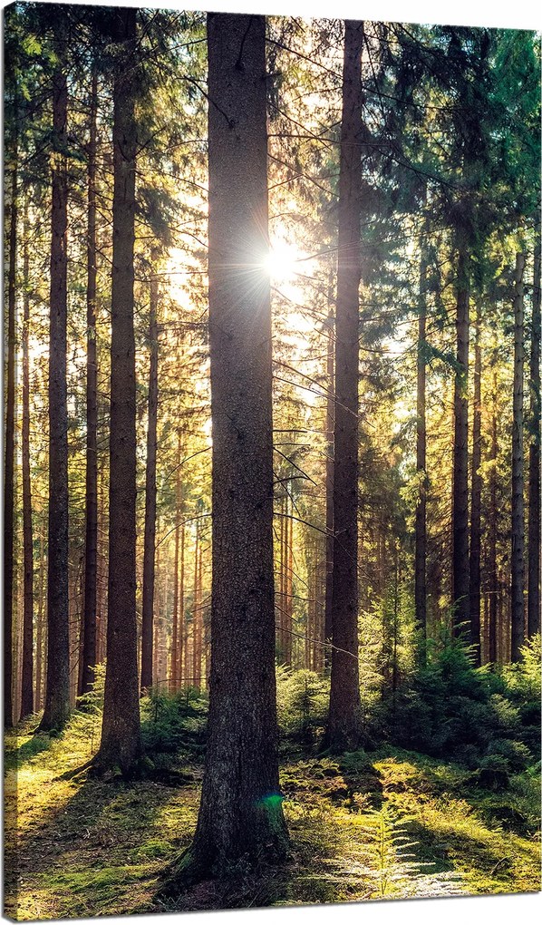 Vászonkép Erdő Nap Fák Tavasz Reggel 70x120 cm