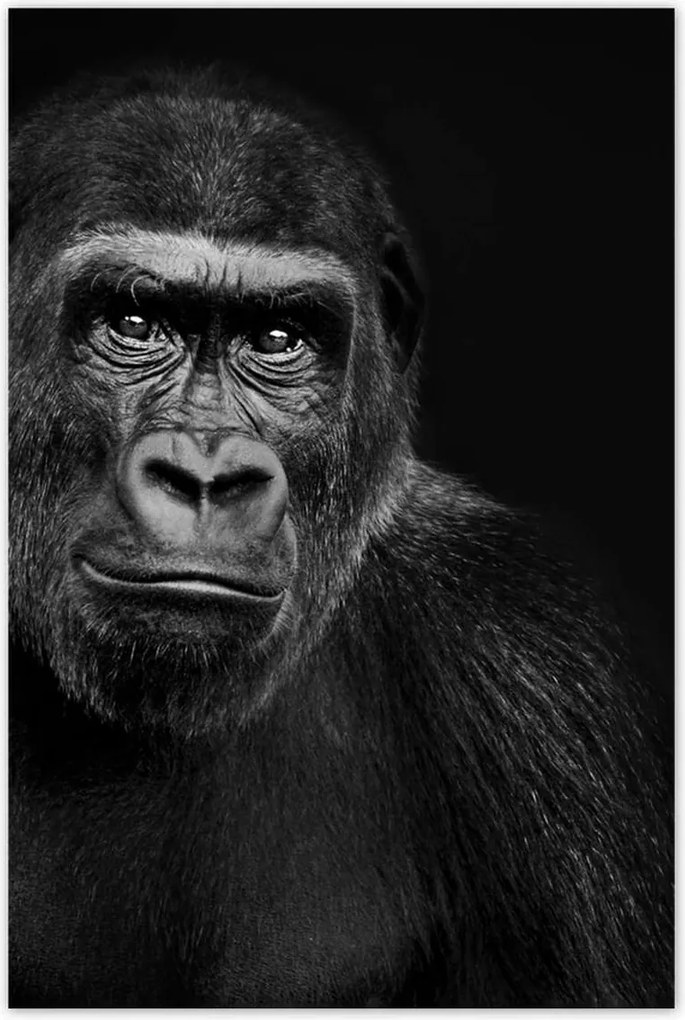 Poszter 60x90 Fekete alföldi gorilla