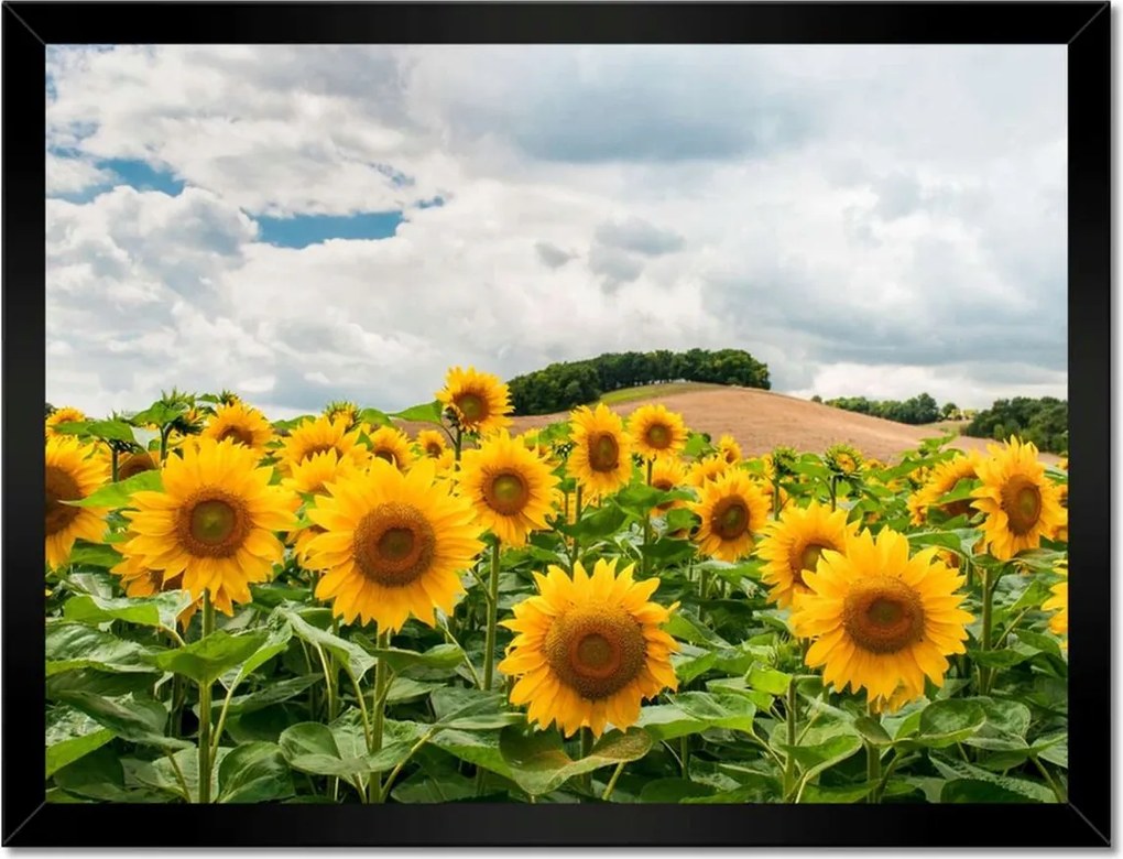 Poszterek keretben 40x30 Tájkép napraforgókkal