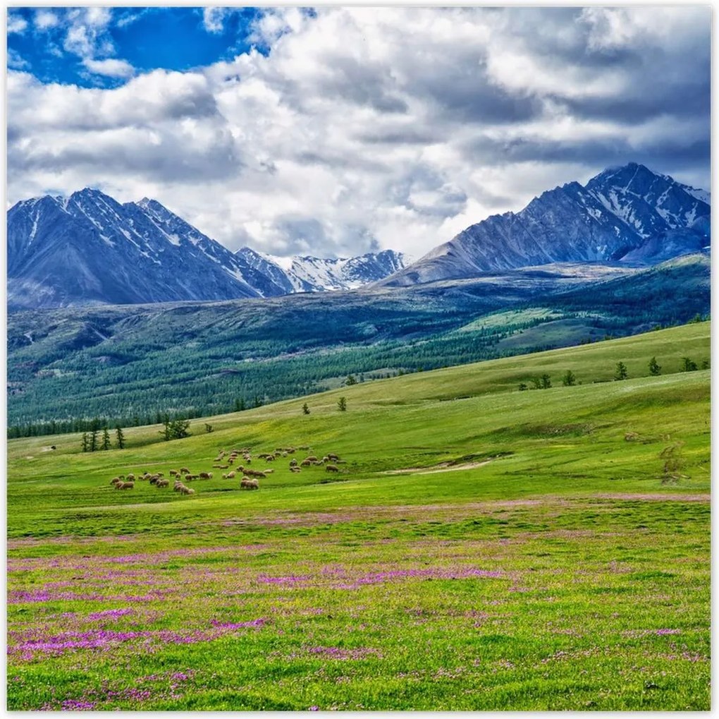 Poszterek 100x100 Juh legeltetés Bárányok Juhok