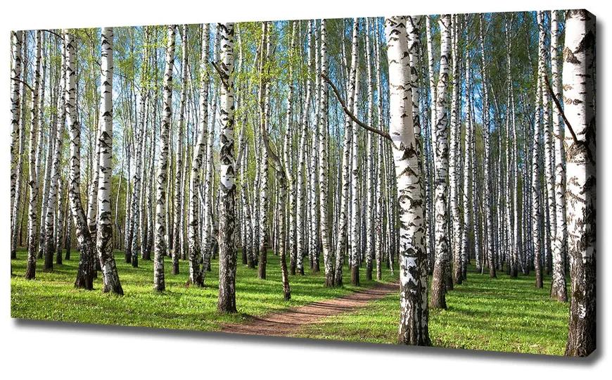 Vászon nyomtatás Nyírfa erdő pl-oc-120x60-f-64516023