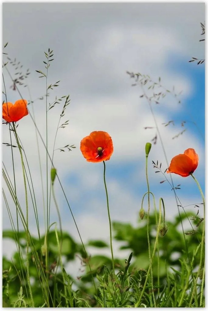 Poszterek 80x120 Piros mezei pipacs