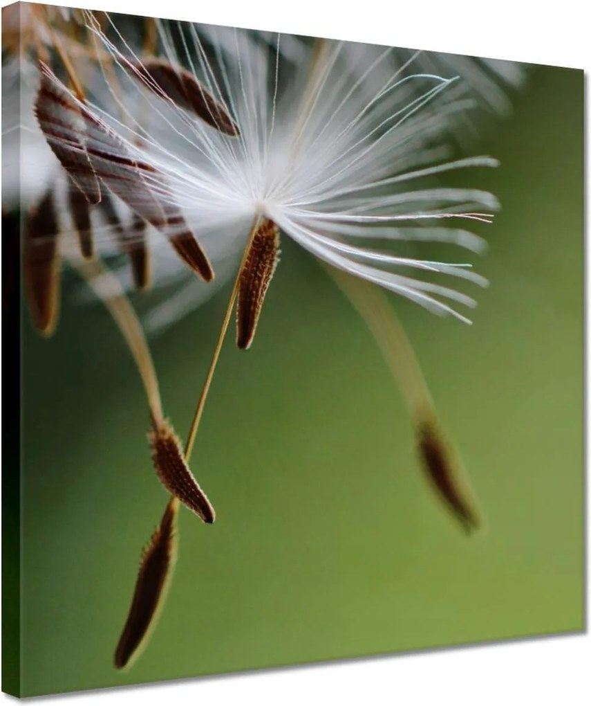 Vászonkép 30x30 Pitypang Virág Virágok