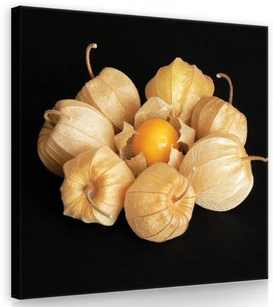 Lampionvirág, vászonkép 40x40 cm méretben