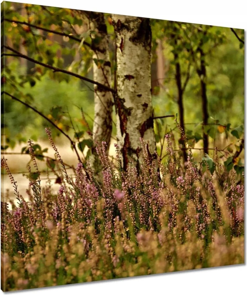 Vászonkép 80x80 Nyírfa a hangák között Erdő