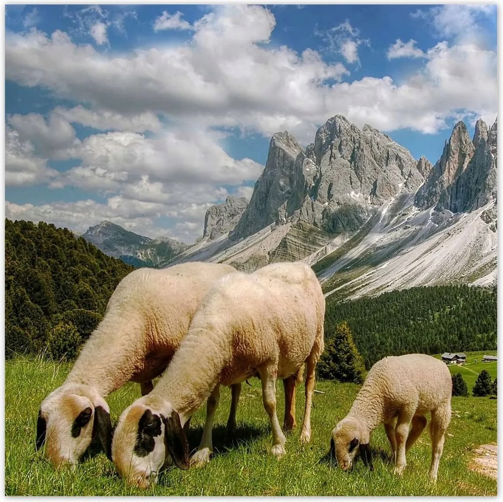 Poszterek 30x30 Hegyek Juh legeltetés