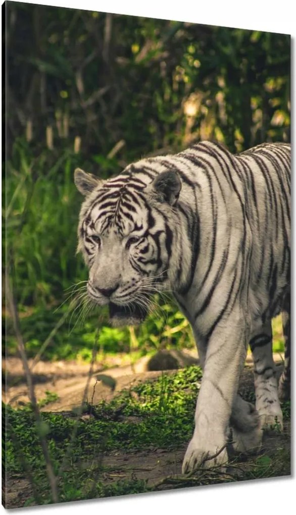 Vászonkép 80x120 Tigris