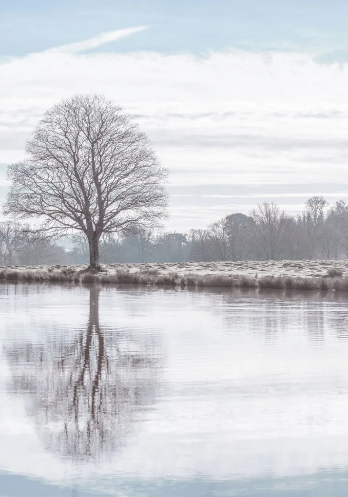 Poszter 70x100cm Fa tükröződése a tóban, Assaf Frank