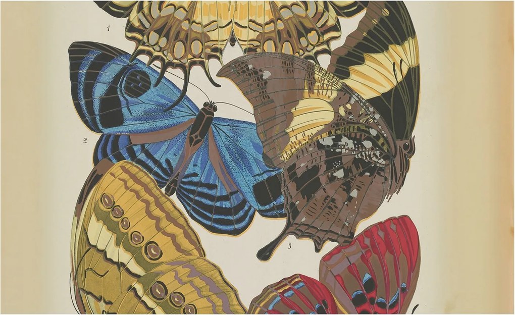 Divatos Flizelin Fali Tapéta Furnér Pillangók inspiráció 416x254 Ragasztó