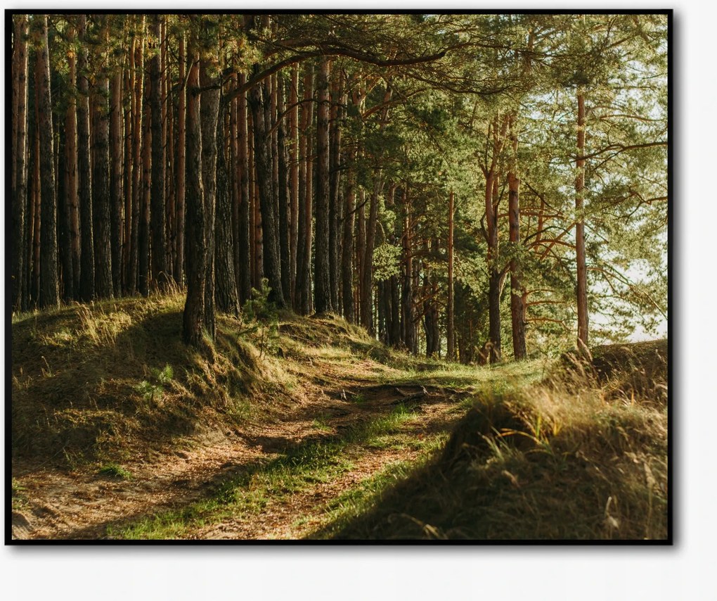 Vászonkép keretben Erdő 50x40cm