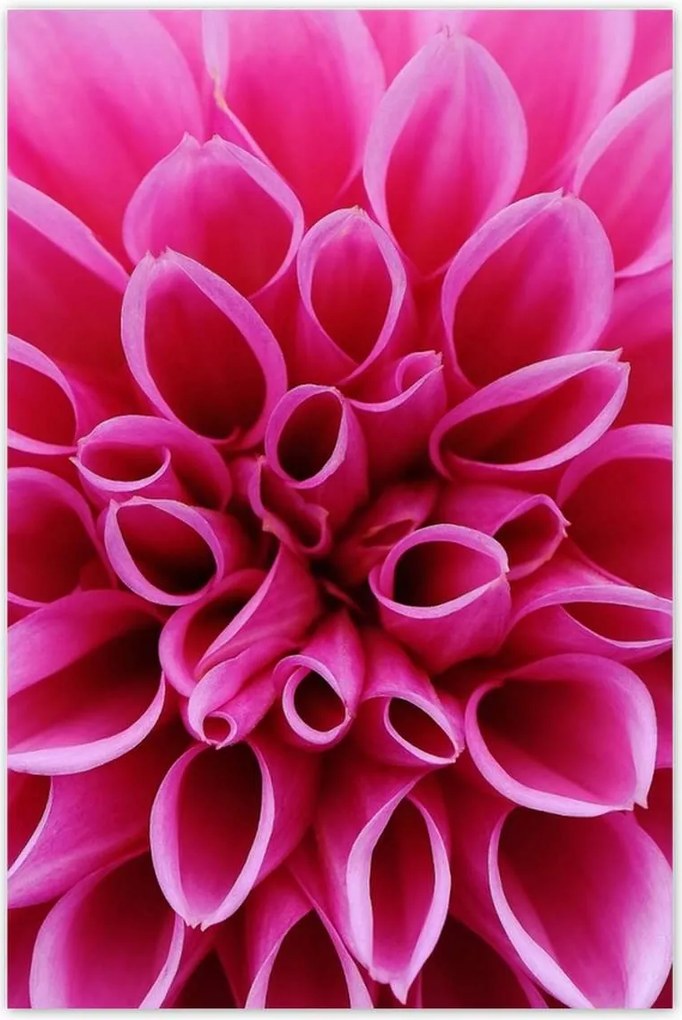 Poszterek 60x90 Liliom