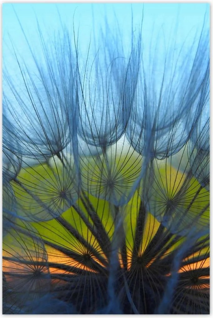 Poszterek 80x120 Pitypang Virág Virágok