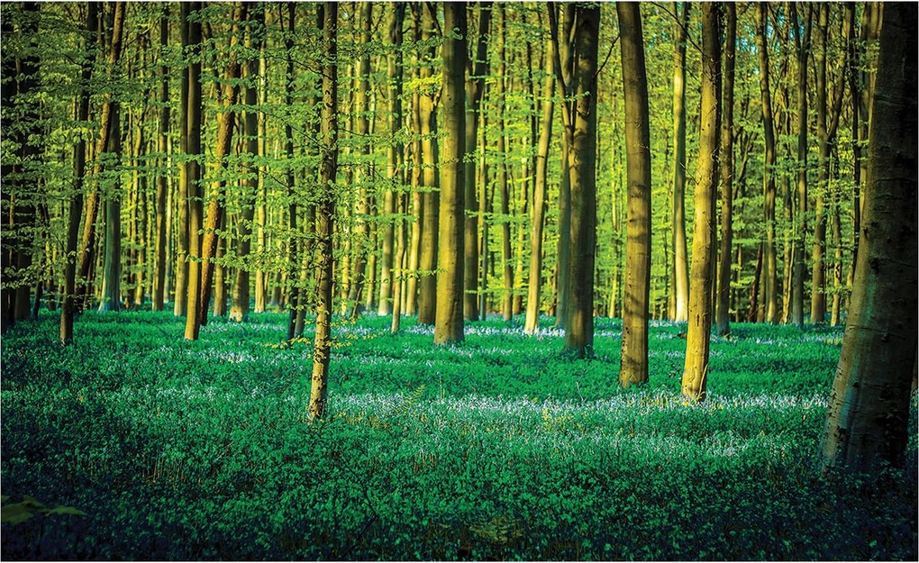 Flizelin fotótapéta Tavaszi erdő Virágok és zöld 416x254 szoba +ragasztó