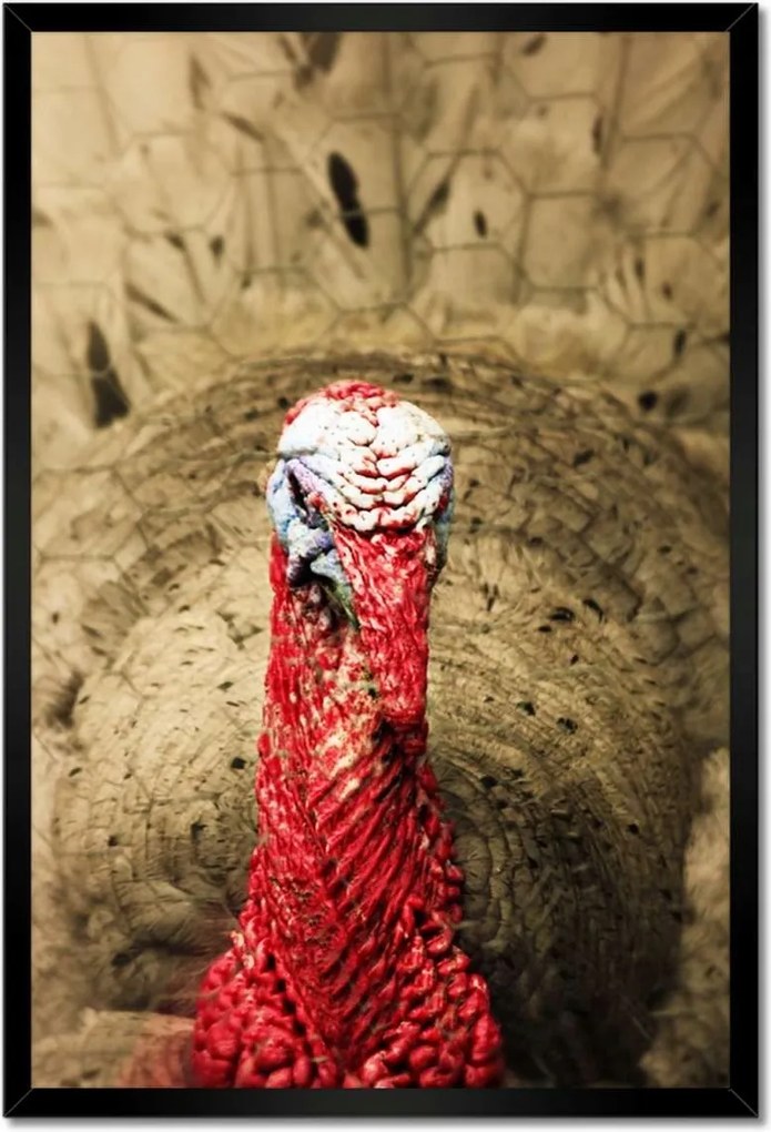 Poszterek keretben 40x60 Pulyka ünnep Usa