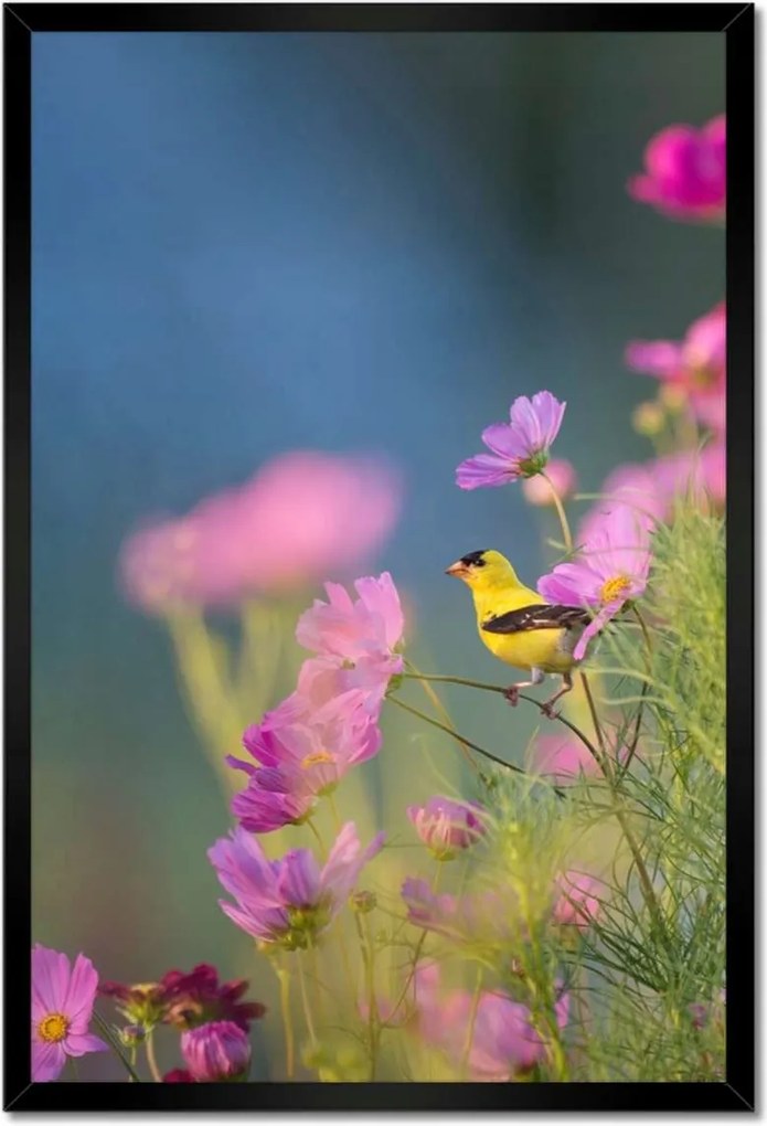 Poszterek keretben 40x60 Madarak