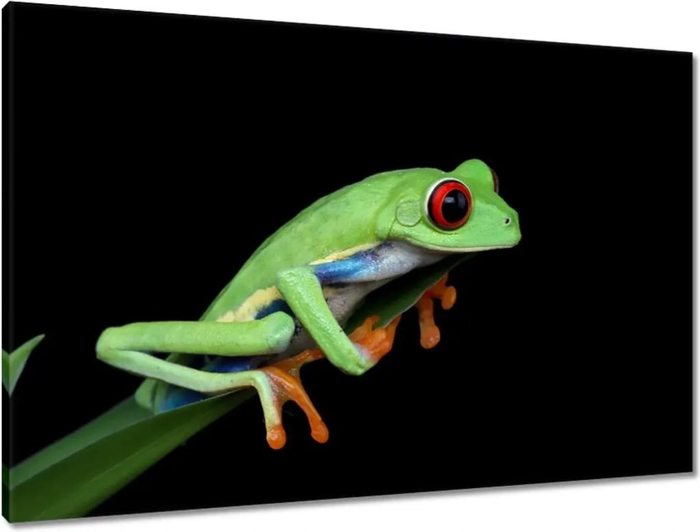 Vászonkép 90x60 Fogó színes béka