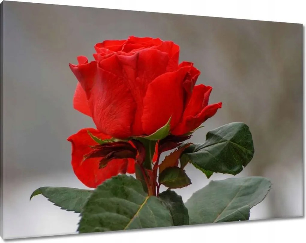 Vászonkép 100x70 Rózsa Virág Virágok Rózsa