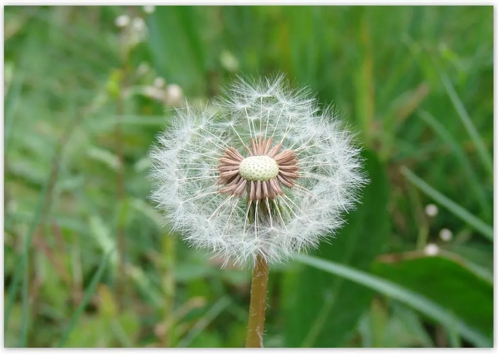 Poszterek 100x70 Pitypang Virág Virágok