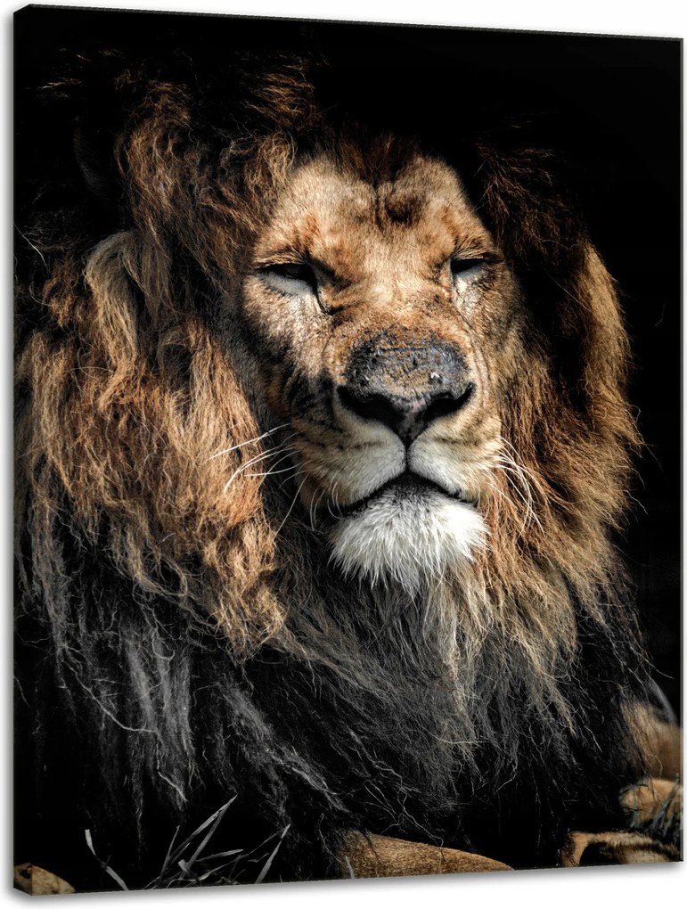 Vászonkép Felnőtt Oroszlán Állat 30x40