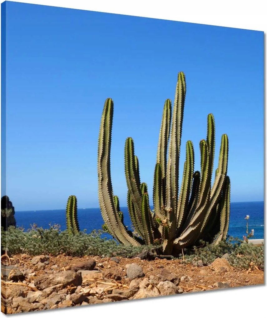 Vászonkép 50x50 Kaktusz a természetben Kilátás