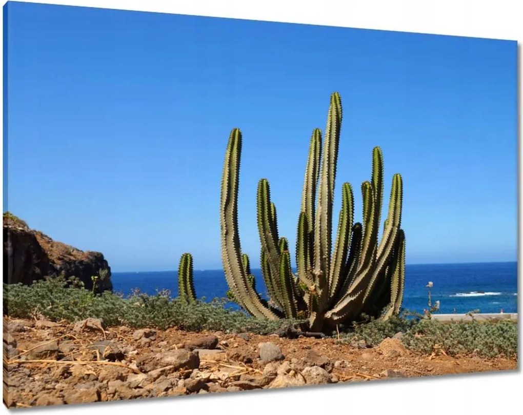 Vászonkép 100x70 Kaktusz a természetben Kilátás