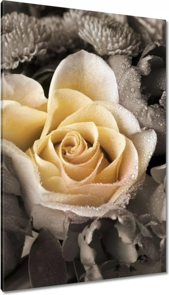 Vászonkép 80x120 Tearózsa