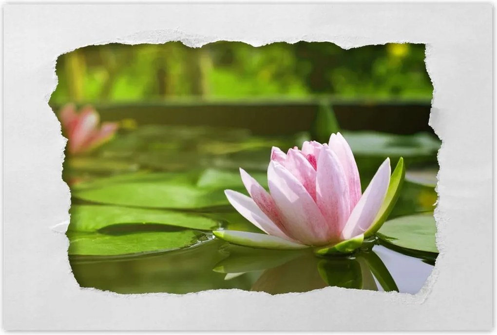 Poszterek 120x80 Vízi liliom
