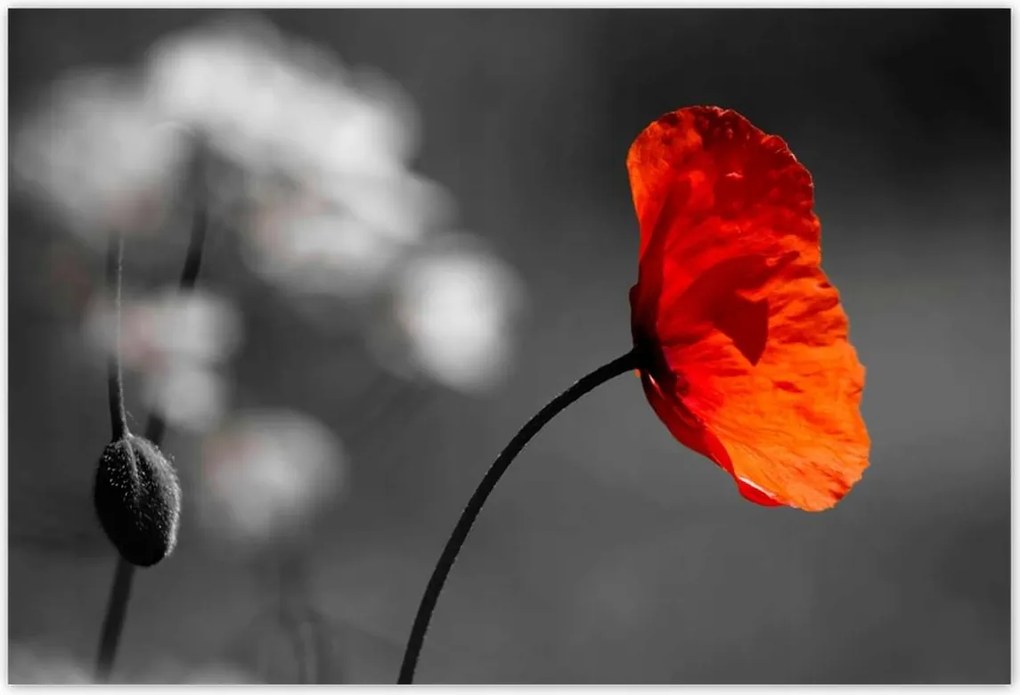 Poszterek 200x135 Virágzó piros pipacs