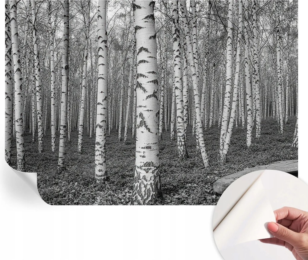 Fotótapéta Fali tapéta Hálószobába és Nappaliba Nyírerdő 208x146 cm