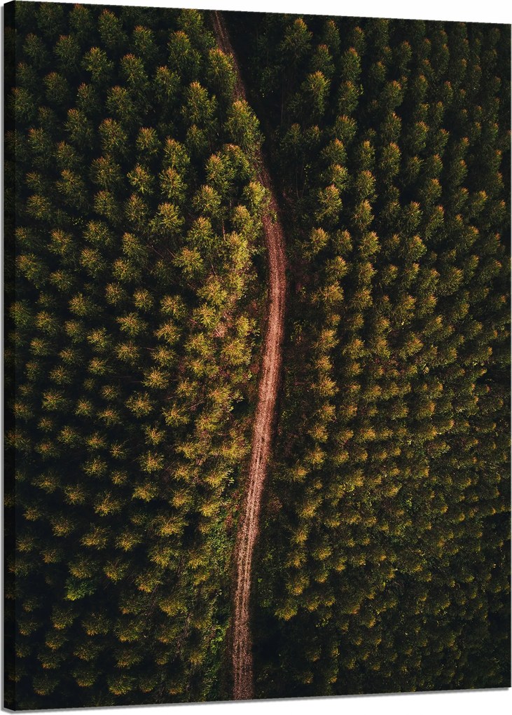 Vászonkép Természet Erdei ösvények felülről 50x70